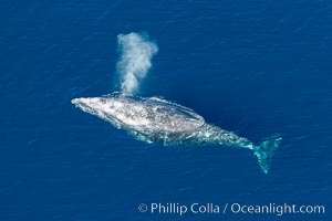 Gray whale blowing at the ocean surface, exhaling and breathing as it prepares to dive underwater.