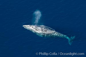 Gray whale blowing at the ocean surface, exhaling and breathing as it prepares to dive underwater, Eschrichtius robustus, Encinitas, California