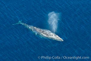 Gray whale blowing at the ocean surface, exhaling and breathing as it prepares to dive underwater, Eschrichtius robustus, Encinitas, California