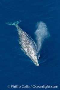 Gray whale blowing at the ocean surface, exhaling and breathing as it prepares to dive underwater.