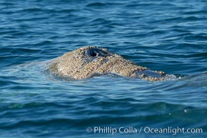 Gray whale dorsal aspect showing blowhole and characteristic skin mottling and ectoparasitic barnacles and whale lice (amphipod crustaceans), Eschrichtius robustus, San Diego, California