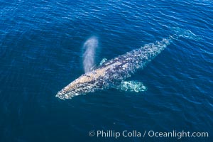 Gray whale blowing at the ocean surface, aerial photo