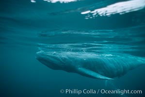 Gray whale, neonate calf with embryonic folds visible, Eschrichtius robustus, Monterey, California