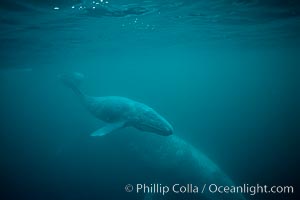 Gray whale, neonate calf and cow, Eschrichtius robustus, Monterey, California