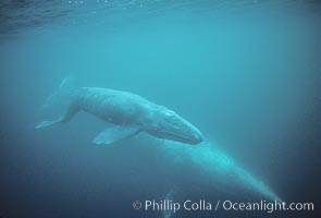 Gray whale, neonate calf and cow, Eschrichtius robustus, Monterey, California