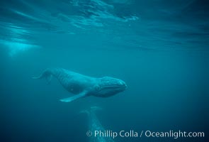 Gray whale, neonate calf and cow.