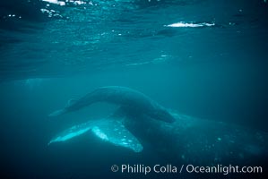 Gray whale, neonate calf and cow, Eschrichtius robustus, Monterey, California