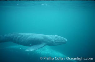 Gray whale, neonate calf, Monterey, Eschrichtius robustus, Big Sur, California