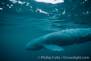 Gray whale, neonate calf with embryonic folds visible, Eschrichtius robustus, Monterey, California