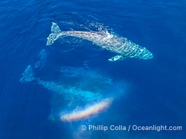 Gray Whale Courtship Group, Aerial Photo, San Diego. Courtship during the southern migration, far to the north of the Mexican lagoons of Baja California where most gray whale births take place, Eschrichtius robustus