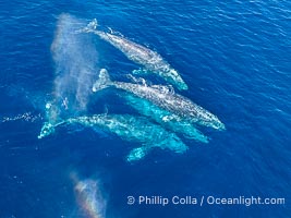 Gray Whale Courtship Group, Aerial Photo, San Diego. Courtship during the southern migration, far to the north of the Mexican lagoons of Baja California where most gray whale births take place, Eschrichtius robustus