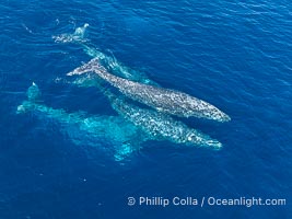 Gray Whale Courtship Group, Aerial Photo, San Diego. Courtship during the southern migration, far to the north of the Mexican lagoons of Baja California where most gray whale births take place, Eschrichtius robustus