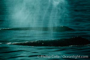 Gray whale, Eschrichtius robustus, Monterey, California