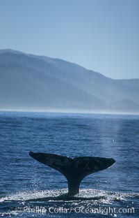 Gray whale, Eschrichtius robustus, Big Sur, California