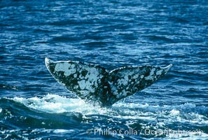 Gray whale, Eschrichtius robustus, Monterey, California