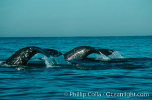 Gray whale, Eschrichtius robustus, Monterey, California