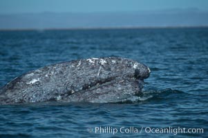 Gray whale, Laguna San Ignacio, Eschrichtius robustus, San Ignacio Lagoon