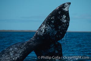 Gray whale, Laguna San Ignacio, Eschrichtius robustus, San Ignacio Lagoon