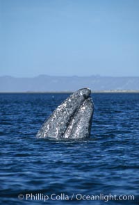 Gray whale, Laguna San Ignacio, Eschrichtius robustus, San Ignacio Lagoon