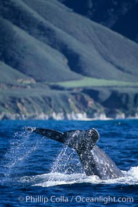 Gray whale, raising fluke to dive. Big Sur, California, USA, Eschrichtius robustus, natural history stock photograph, photo id 05780