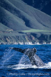 Gray whale, raising fluke to dive, Eschrichtius robustus, Big Sur, California