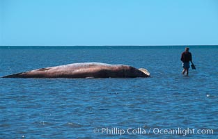 Gray whale carcass, Laguna San Ignacio, Eschrichtius robustus, San Ignacio Lagoon