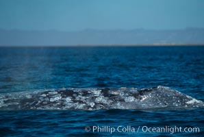 Gray whale dorsal aspect showing characteristic skin mottling and ectoparasitic barnacles and whale lice (amphipod crustaceans), Laguna San Ignacio, Eschrichtius robustus, San Ignacio Lagoon