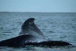 Gray whale fluking prior to dive, Laguna San Ignacio, Eschrichtius robustus, San Ignacio Lagoon