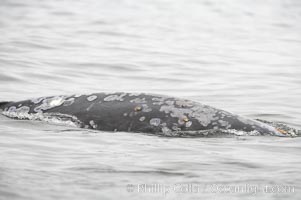 Gray whale dorsal ridge sticking above the ocean surface, Cow Bay near Flores Island, Clayoquot Sound, west coast of Vancouver Island, Eschrichtius robustus