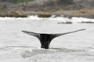 Gray whale, raising its fluke (tail) before diving to the ocean floor to forage for crustaceans, , Cow Bay, Flores Island, near Tofino, Clayoquot Sound, west coast of Vancouver Island, Eschrichtius robustus