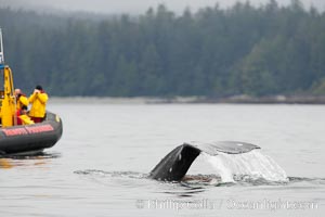 Gray whale raising its fluke (tail) in front of a boat of whale watchers before diving to the ocean floor to forage for crustaceans, Cow Bay, Flores Island, near Tofino, Clayoquot Sound, west coast of Vancouver Island, Eschrichtius robustus