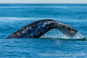 Gray whale raising fluke before diving, on southern migration to calving lagoons in Baja, San Diego, California