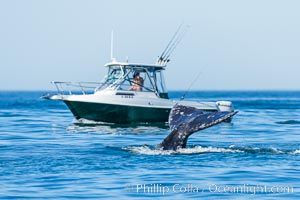 Gray whale raising fluke before diving, on southern migration to calving lagoons in Baja, San Diego, California