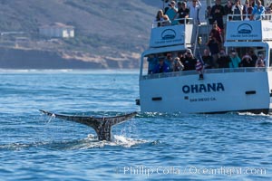 Gray whale raising fluke before diving, on southern migration to calving lagoons in Baja, San Diego, California