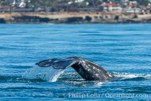 Gray whale raising fluke before diving, on southern migration to calving lagoons in Baja, San Diego, California