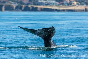 Gray whale raising fluke before diving, on southern migration to calving lagoons in Baja, San Diego, California