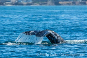 Gray whale raising fluke before diving, on southern migration to calving lagoons in Baja, San Diego, California