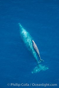 Aerial photo of gray whale calf and mother. This baby gray whale was born during the southern migration, far to the north of the Mexican lagoons of Baja California where most gray whale births take place. San Clemente, USA, Eschrichtius robustus, natural history stock photograph, photo id 29000