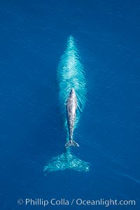 Aerial photo of gray whale calf and mother. This baby gray whale was born during the southern migration, far to the north of the Mexican lagoons of Baja California where most gray whale births take place.