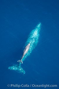 Aerial photo of gray whale calf and mother. This baby gray whale was born during the southern migration, far to the north of the Mexican lagoons of Baja California where most gray whale births take place, Eschrichtius robustus, San Clemente