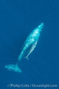 Aerial photo of gray whale calf and mother. This baby gray whale was born during the southern migration, far to the north of the Mexican lagoons of Baja California where most gray whale births take place, Eschrichtius robustus, San Clemente