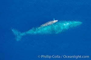 Aerial photo of gray whale calf and mother. This baby gray whale was born during the southern migration, far to the north of the Mexican lagoons of Baja California where most gray whale births take place. San Clemente, USA, Eschrichtius robustus, natural history stock photograph, photo id 29005