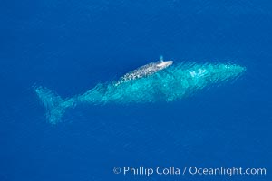 Aerial photo of gray whale calf and mother. This baby gray whale was born during the southern migration, far to the north of the Mexican lagoons of Baja California where most gray whale births take place, Eschrichtius robustus, San Clemente