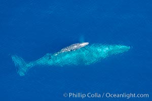 Aerial photo of gray whale calf and mother. This baby gray whale was born during the southern migration, far to the north of the Mexican lagoons of Baja California where most gray whale births take place, Eschrichtius robustus, San Clemente