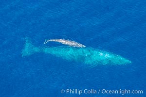 Aerial photo of gray whale calf and mother. This baby gray whale was born during the southern migration, far to the north of the Mexican lagoons of Baja California where most gray whale births take place, Eschrichtius robustus, San Clemente