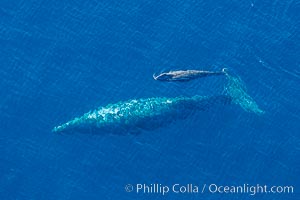 Aerial photo of gray whale calf and mother. This baby gray whale was born during the southern migration, far to the north of the Mexican lagoons of Baja California where most gray whale births take place, Eschrichtius robustus, San Clemente