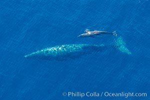 Aerial photo of gray whale calf and mother. This baby gray whale was born during the southern migration, far to the north of the Mexican lagoons of Baja California where most gray whale births take place, Eschrichtius robustus, San Clemente