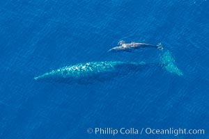 Aerial photo of gray whale calf and mother. This baby gray whale was born during the southern migration, far to the north of the Mexican lagoons of Baja California where most gray whale births take place, Eschrichtius robustus, San Clemente