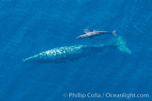 Aerial photo of gray whale calf and mother. This baby gray whale was born during the southern migration, far to the north of the Mexican lagoons of Baja California where most gray whale births take place, Eschrichtius robustus, San Clemente