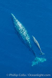 Aerial photo of gray whale calf and mother. This baby gray whale was born during the southern migration, far to the north of the Mexican lagoons of Baja California where most gray whale births take place, Eschrichtius robustus, San Clemente